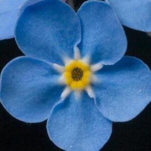 photo blue forget me not.jpg